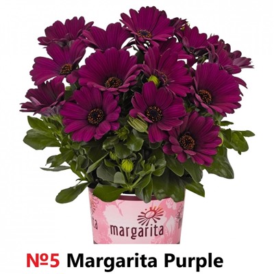 5 ОСТЕОСПЕРМУМ Margarita Purple
