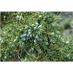 Можжевельник жесткосемянный (Juniperus osteosperma) 3 шт.