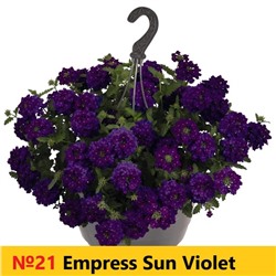 21 Вербена  Empress Sun Violet