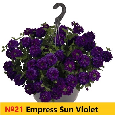 21 Вербена  Empress Sun Violet
