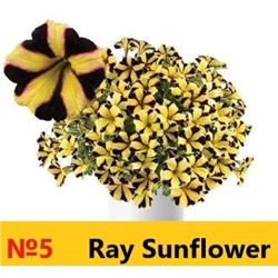 5 Петуния Rey Sunflower
