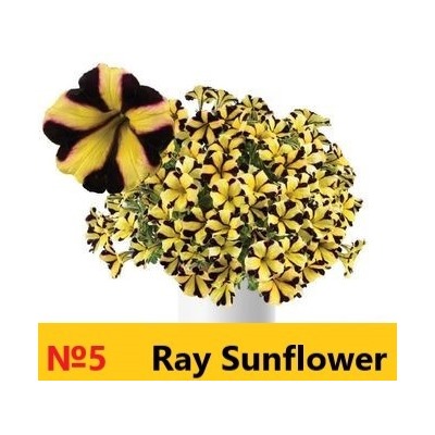 5 Петуния Rey Sunflower