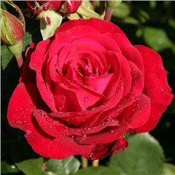 Роза Нигридо чайно-гибридная (Сербия Империя роз)