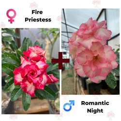 Адениум РО FIRE PRIESTESS + ROMANTIC NIGHT   (1 сем)