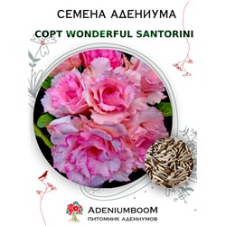 Адениум Тучный WONDERFUL SANTORINI (2 сем)