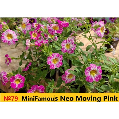 79 Калибрахоа Mini Famous Neo Moving Pink