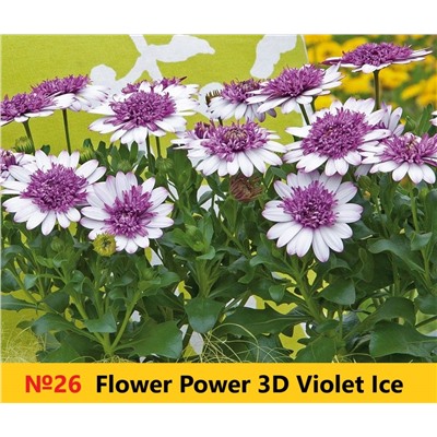 26 ОСТЕОСПЕРМУМ Flower Power 3D Violet Ice