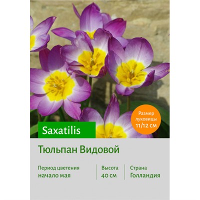 Тюльпан Saxatilis