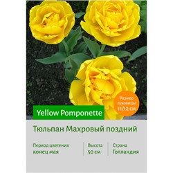 Тюльпан Yellow Pomponette