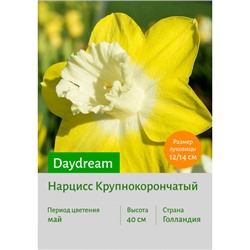 Нарцисс Daydream