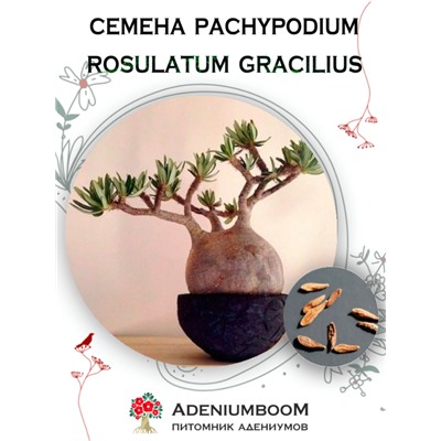 PACHYPODIUM ROSULATUM GRACILIUS (Пахиподиум Розулатум Изящный)