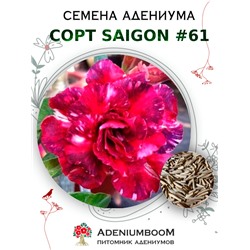Адениум Тучный от SAIGON ADENIUM № 61   (2 сем)