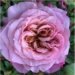 Роза Мияби японская - шраб (Золотая сотка Алтая)