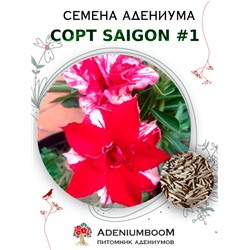 Адениум Тучный от SAIGON ADENIUM №1   (2 сем)