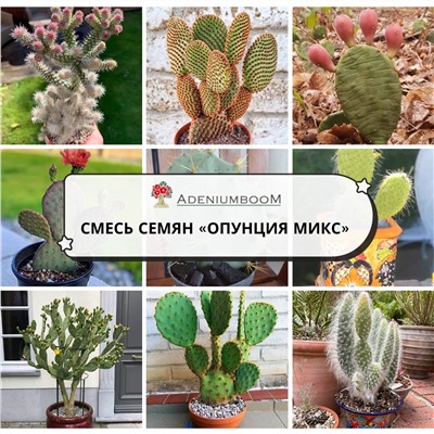 OPUNTIA MIX (Опунция МИКС)