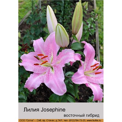 Лилия Josephine