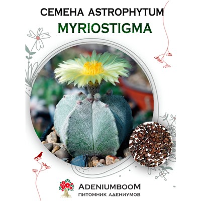 ASTROPHYTUM MYRIOSTIGMA (Астрофитум Многорыльцевый)