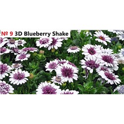 9 ОСТЕОСПЕРМУМ Flower Power 3D Blueberry Sharke