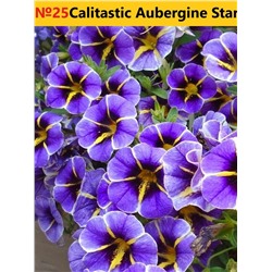 25 Калибрахоа Calitastic Aubergine Star