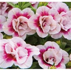 Калибрахоа Mini Famous Uno Double Pink Tastic Flora Altay
