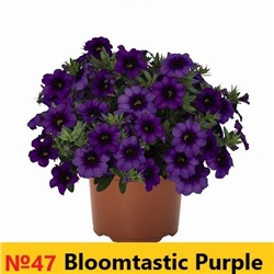 47 Калибрахоа Bloomtastic Purple