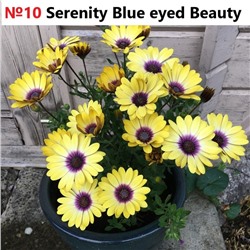 10 ОСТЕОСПЕРМУМ Serenity Blue Eyed Beauty