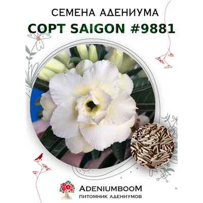 Адениум Тучный от SAIGON ADENIUM № 9881