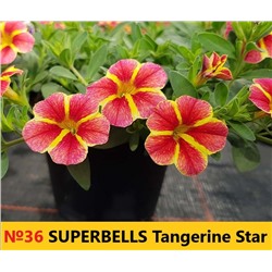 36 Калибрахоа Superbells Tangerine Star