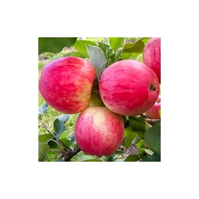 полукультурная яблоня Розовый Налив