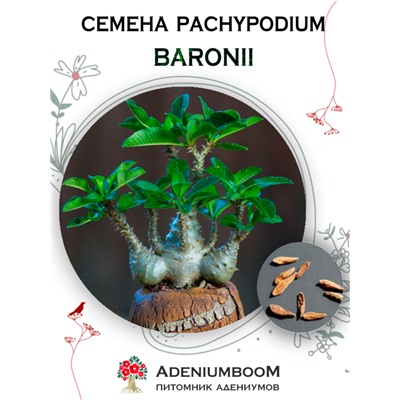 PACHYPODIUM BARONII (Пахиподиум Барона)