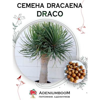 DRACAENA DRACO (Драцена Драконовая)