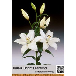 Лилия Bright Diamond