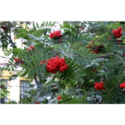 Рябина нарядная (Sorbus decora) 10 семян