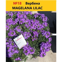 16 Вербена Magelana Lilac