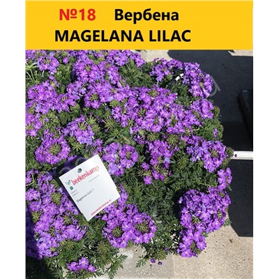 16 Вербена Magelana Lilac