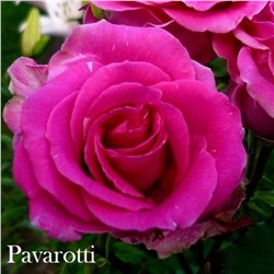 Роза Паваротти чайно-гибридная (Сербия Империя роз)