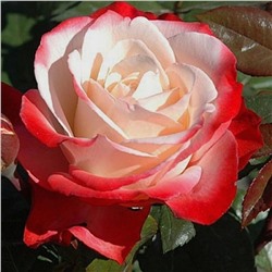 Роза Ностальжи чайно-гибридная (Золотая сотка Алтая)