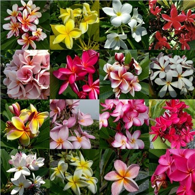 PLUMERIA MIX (Плюмерия МИКС)