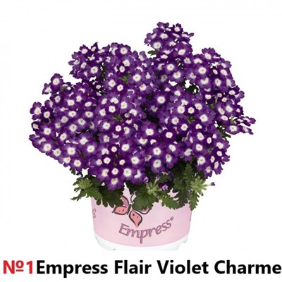 1 Вербена Empress Flair Violet Charme