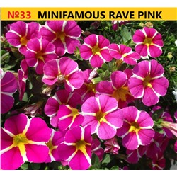 33 Калибрахоа Mini Famous Rave Pink