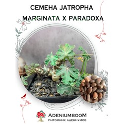 JATROPHA MARGINATA X PARADOXA (Ятрофа Маргината х Парадокса)