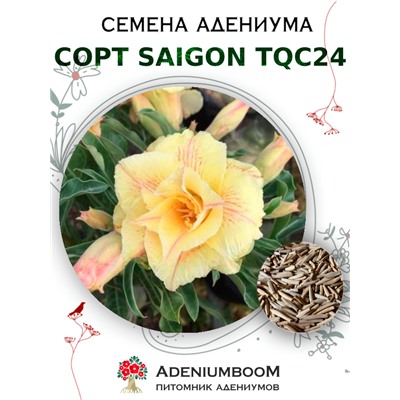 Адениум Тучный от SAIGON ADENIUM, TQC24