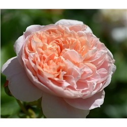 Роза Колетт флорибунда (Сербия Империя роз)