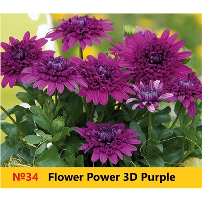 34 ОСТЕОСПЕРМУМ  Flower Power 3D Purple