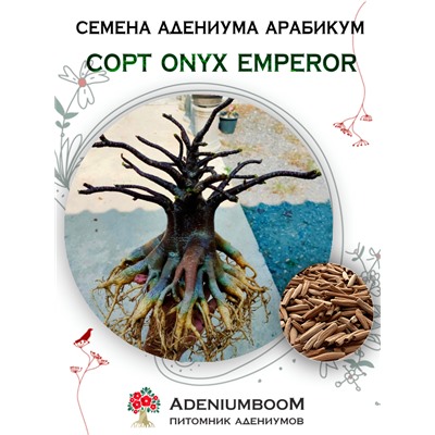 Адениум Арабикум ONYX EMPEROR