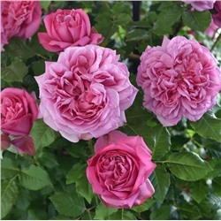 Роза Помпадур чайно-гибридная (Сербия Империя роз)