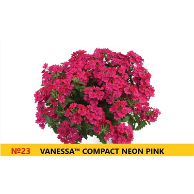 23 Вербена Vanessa Compact Neon Pink