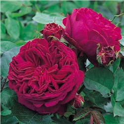 Роза Фальстафф плетистая (Сербия Империя роз)