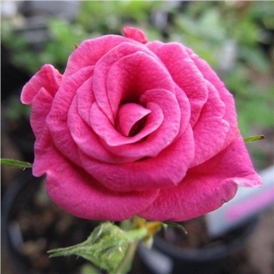 Роза Блю Парад миниатюрная (Сербия Империя роз)