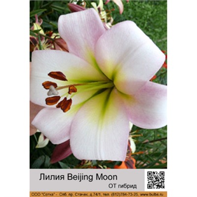 Лилия Beijing Moon